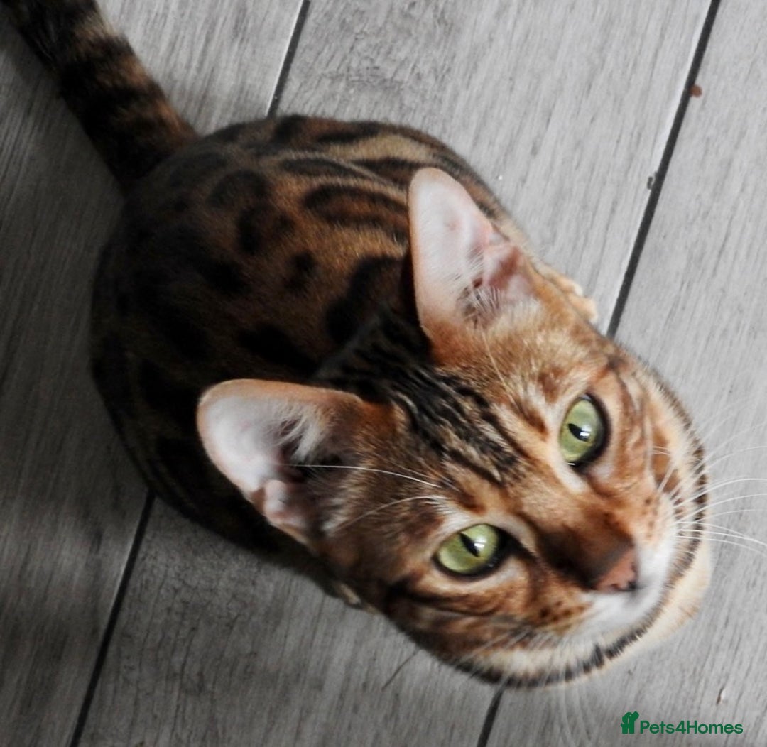 Bengal cats for sale: Stunning Female Bengal For Rehoming - Image 5