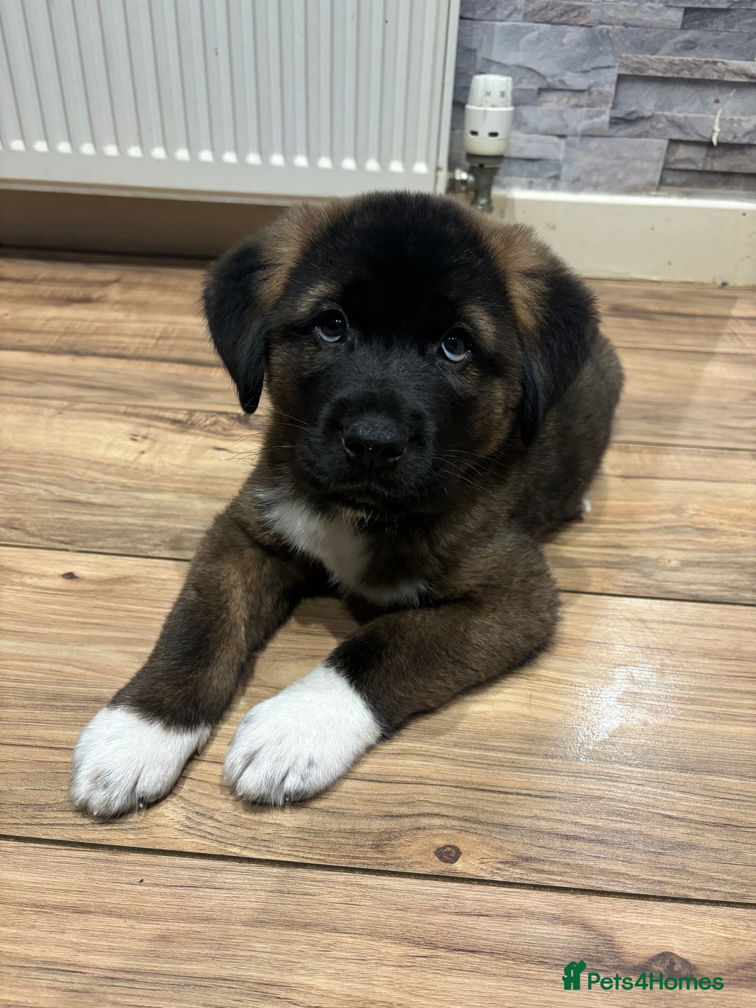 Akita dogs for stud: Tibetan Mastiff X American Akita for Stud - Image 7
