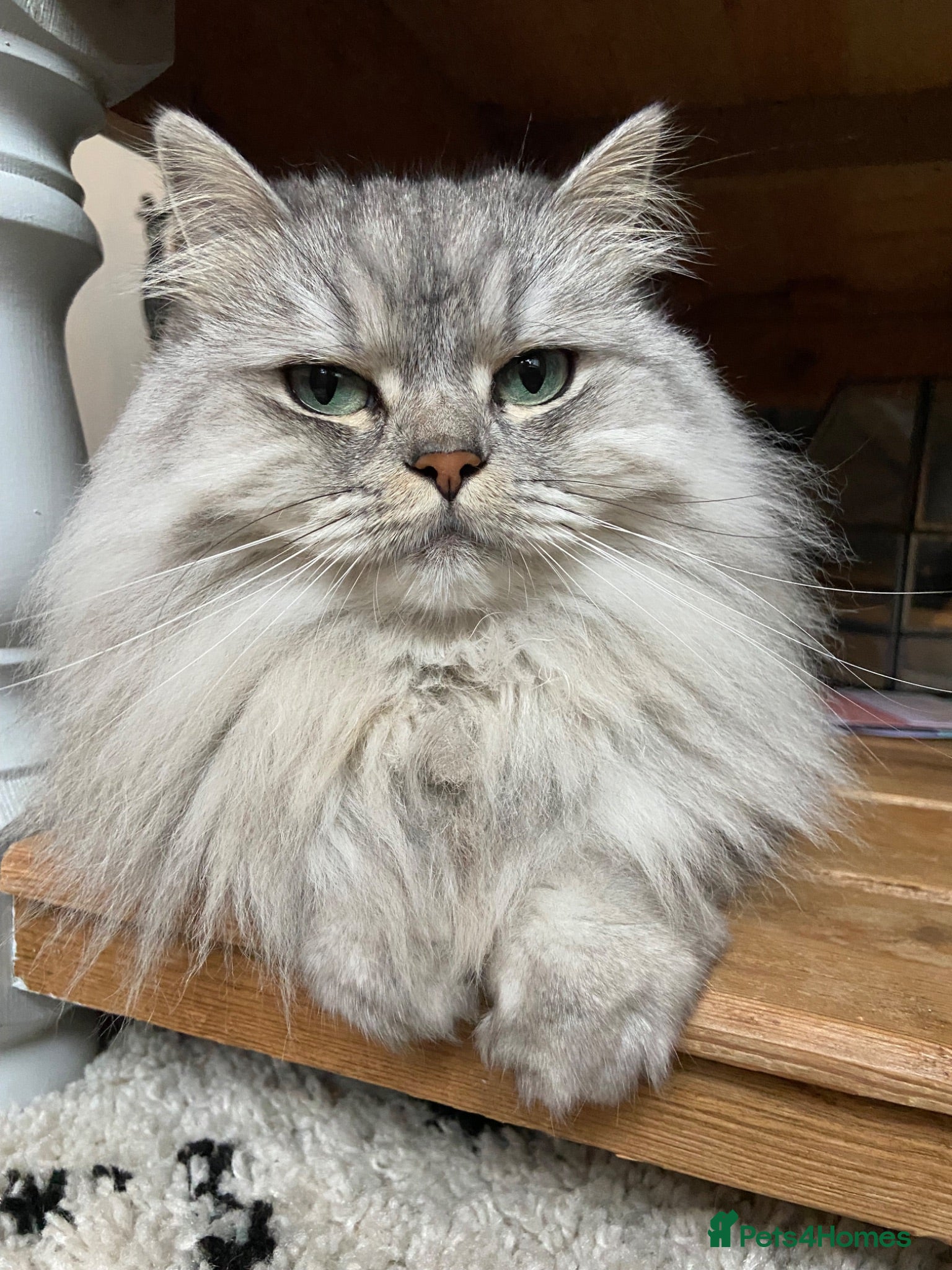 Persian cats Persian chinchilla cross  - Advert 2