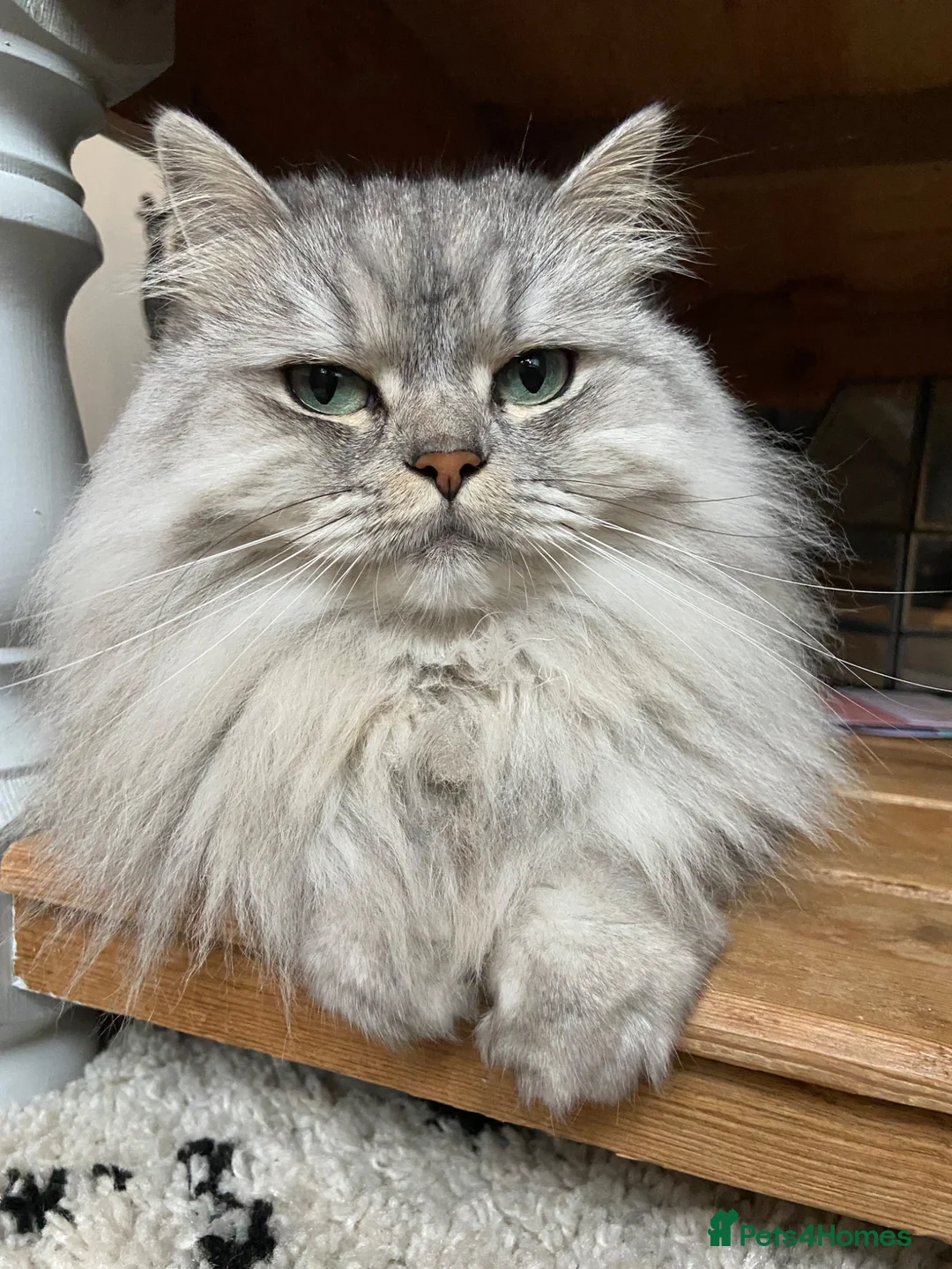 Persian cats for sale: Persian chinchilla cross  in Llanfairpwllgwyngyll - Advert 1