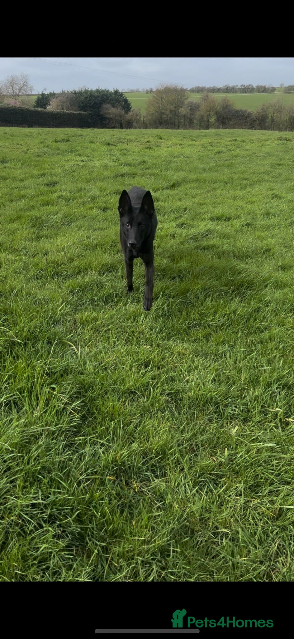 Belgian Shepherd Dog dogs Gorgeous puppies for sale! - Advert 1