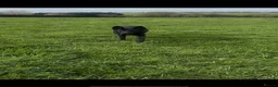 Belgian Shepherd Dog dogs for sale: Gorgeous puppies for sale! - Advert 1