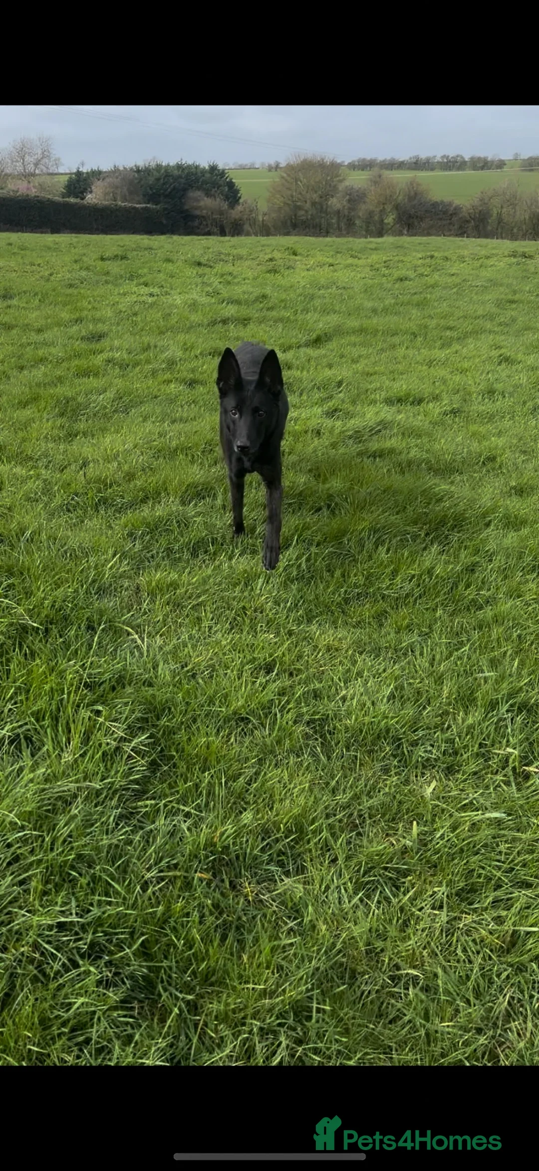 Belgian Shepherd Dog dogs for sale: Gorgeous puppies for sale! - Advert 1
