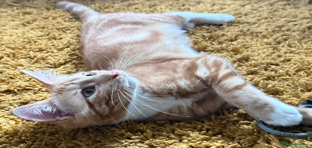 Gallery Image {{count}}