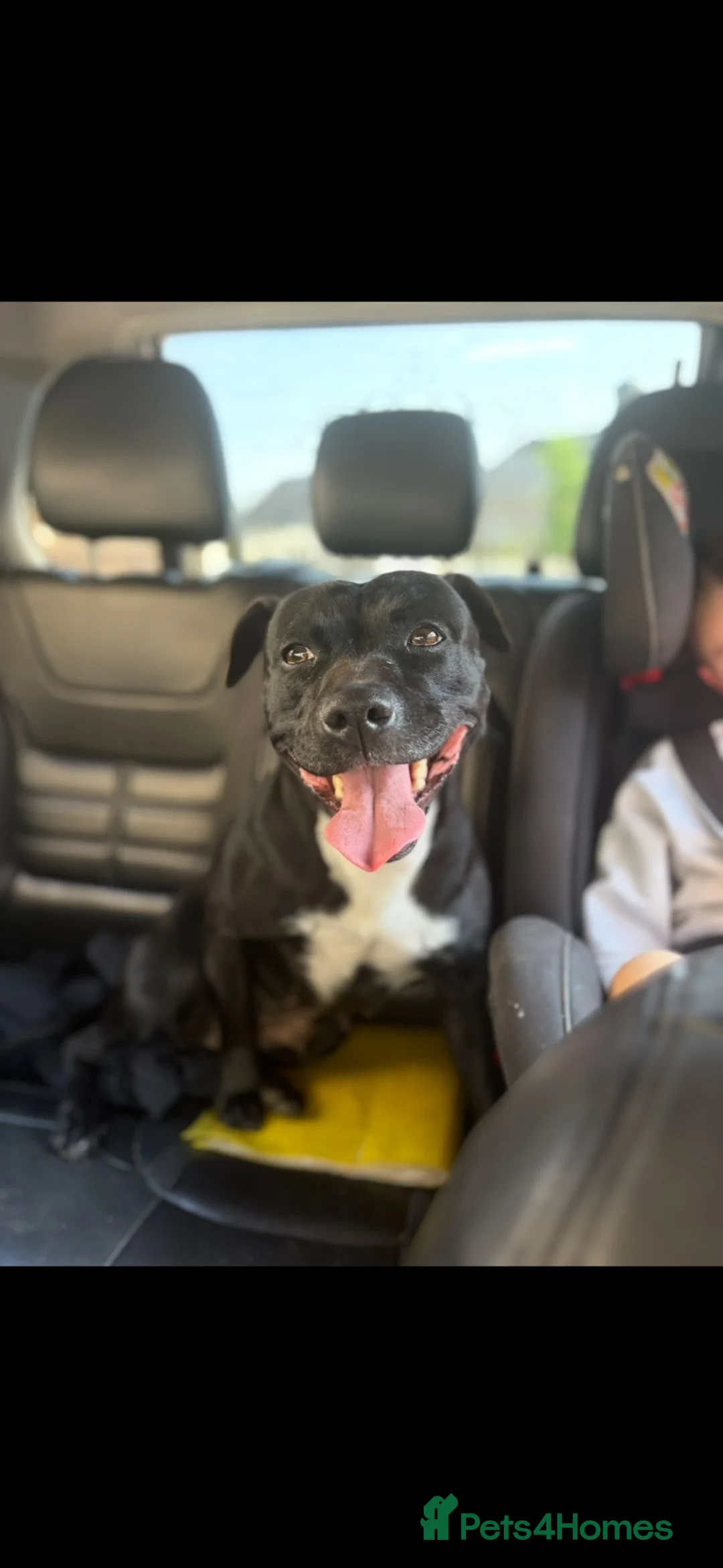 Staffordshire Bull Terrier dogs for sale: Beautiful Staffy pups  - Advert 2
