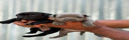 Staffordshire Bull Terrier dogs for sale: **Champion bloodlines puppies** - Advert 10
