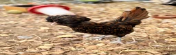 Chickens poultry for sale: Silkie hens and polish hens in Braintree - Advert 6
