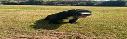 Sprocker dogs for sale: Sprocker/sprockador in Barnstaple - Advert 8