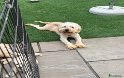 Goldendoodle dogs for sale: F1B GOLDENDOODLE PUPPIES 2 BOYS AVAILABLE  in Farnham - Image 20