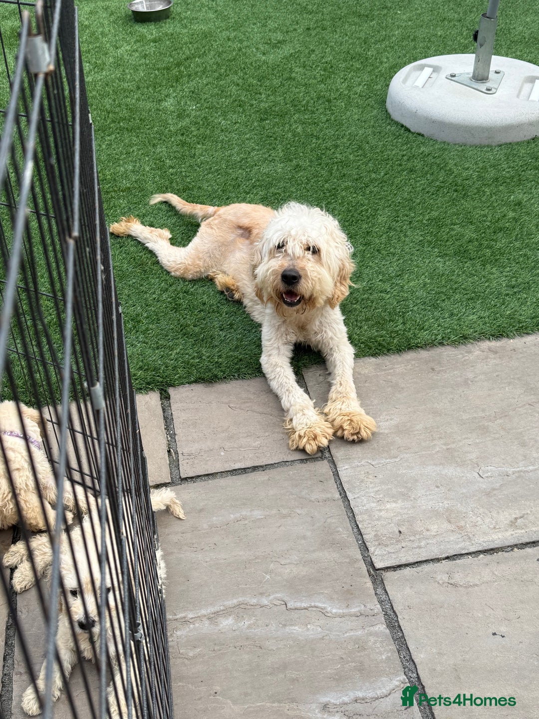Goldendoodle dogs for sale: F1B GOLDENDOODLE PUPPIES 2 BOYS AVAILABLE  in Farnham - Image 20