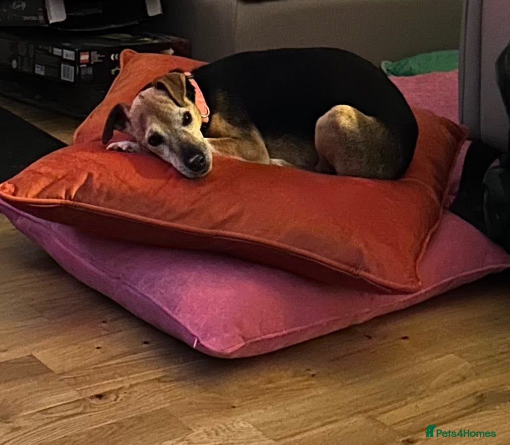Mixed Breed dogs (Pippa) Looking for a Retirement Home - Advert 1