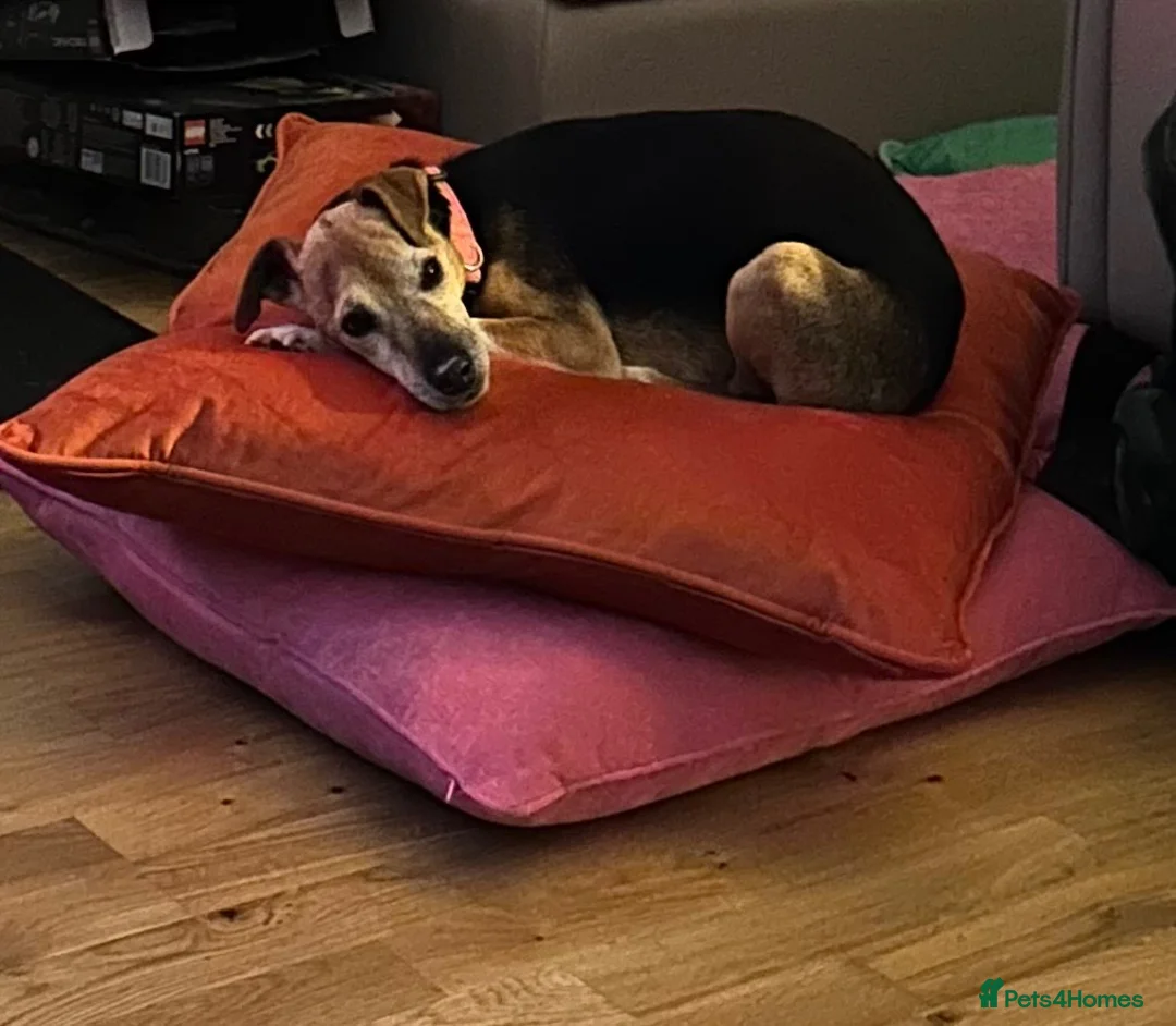 Mixed Breed dogs for sale: (Pippa) Looking for a Retirement Home - Advert 1