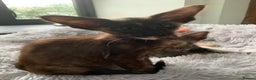 Oriental cats for sale: Oriental Longhair kittens - Advert 11