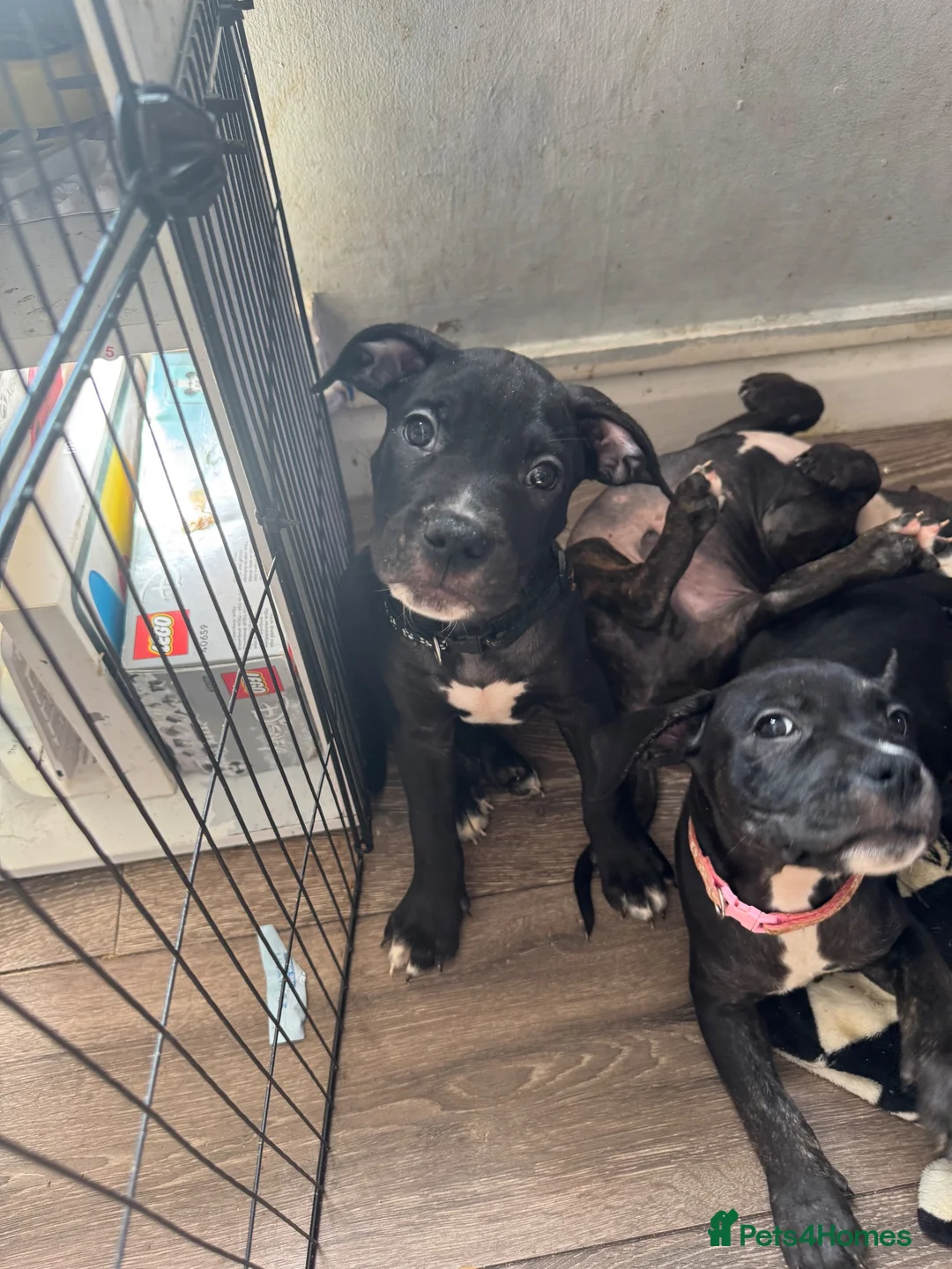 Staffordshire Bull Terrier dogs for sale: Staffordshire bull terrier pups  in Waltham Abbey - Advert 2