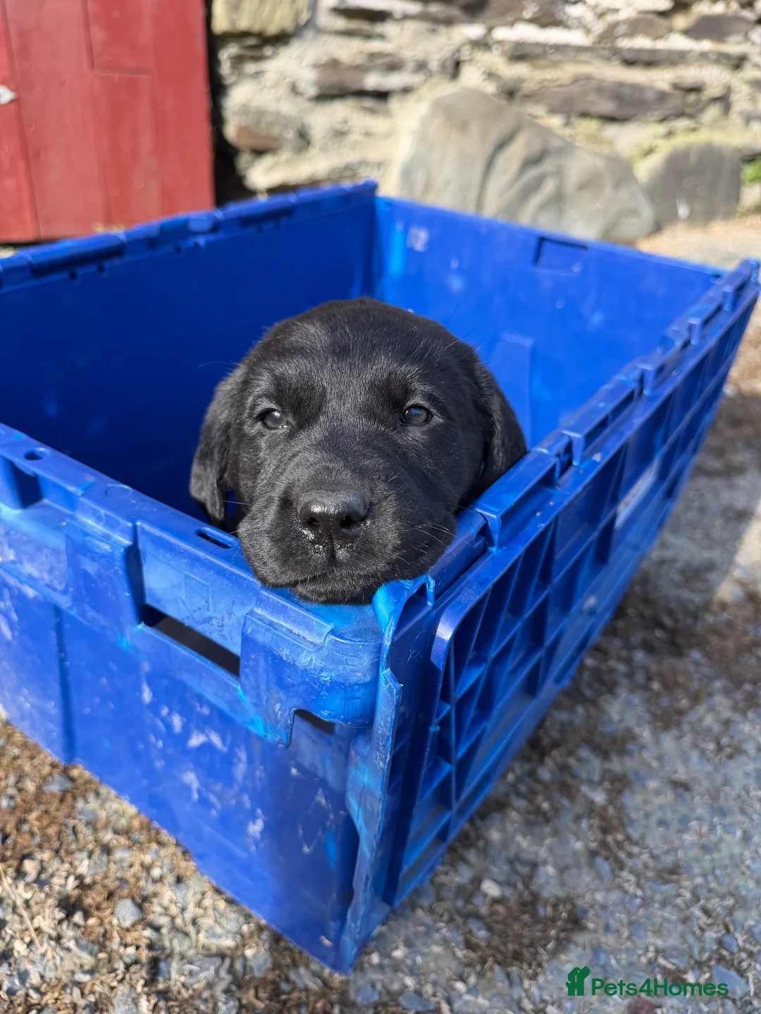 Labrador Retriever dogs for sale: Gorgeous Black Lab Pups ready for new home!  - Advert 2