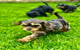 Cavapoo dogs for sale: Top Class Cavapoo pups double vaccinated! - Image 22