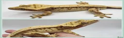 Gecko reptiles for sale: Various Crested Geckos - Advert 11