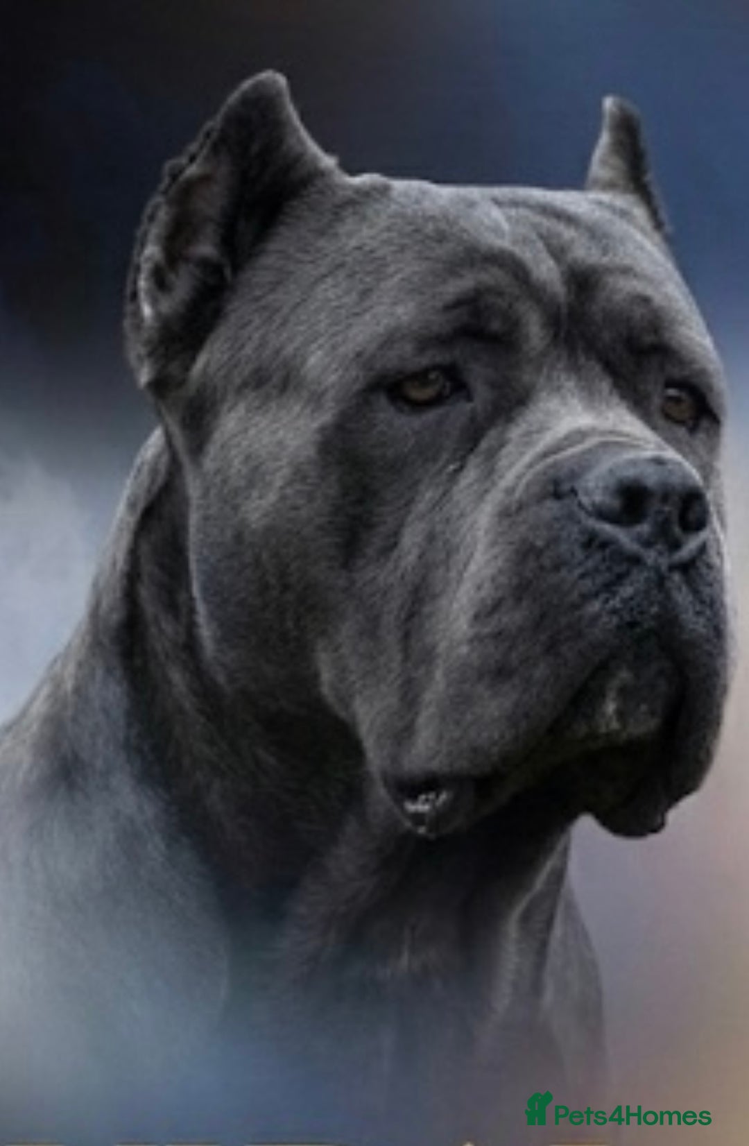 Cane Corso dogs for sale: Champion bred cane corso due 2026 - Advert 3