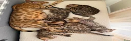 Bengal cats for sale: ✨ Pedigree Rosetted Bengal Kittens - Ready Soon✨ - Advert 16