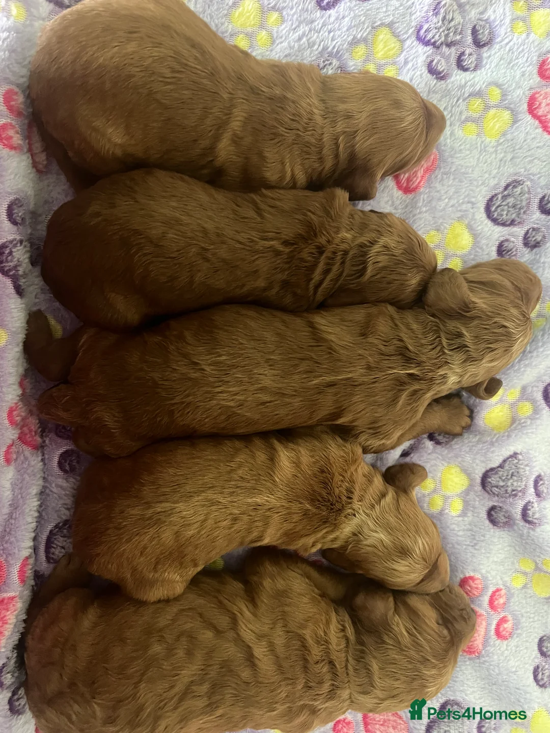 Irish Doodle dogs for sale: Beautiful F1Standard Irish doodle puppies  - Advert 2