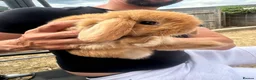 Mini Lop rabbits for sale: Mini lop rabbits  - Advert 3