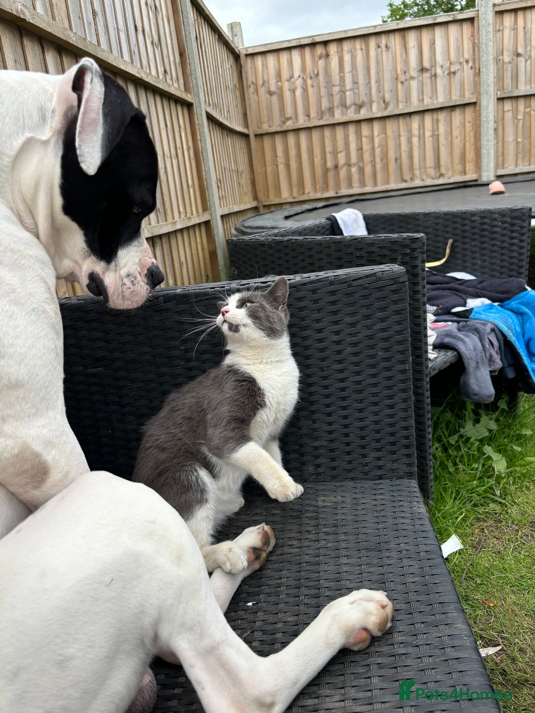 American Bulldog dogs for sale: Albie the American bulldog  - Advert 4