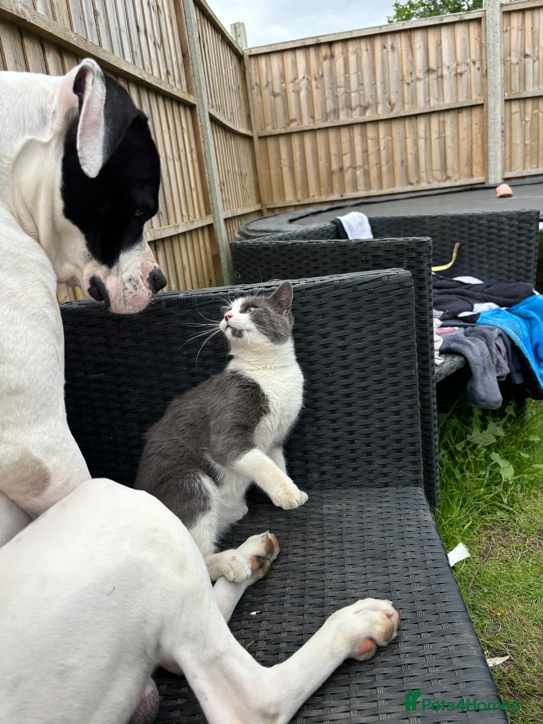 American Bulldog dogs for sale: Albie the American bulldog  - Advert 4