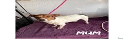 Jack Russell dogs for sale: Traditional Jack Russell Puppies  - Advert 5