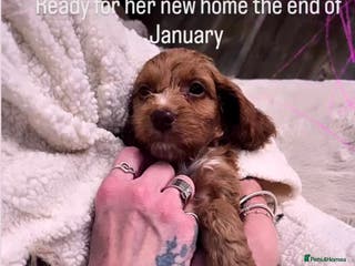 Cockapoo dogs Health tested cockerpoo F1 pups licensed Breeder - Advert 3