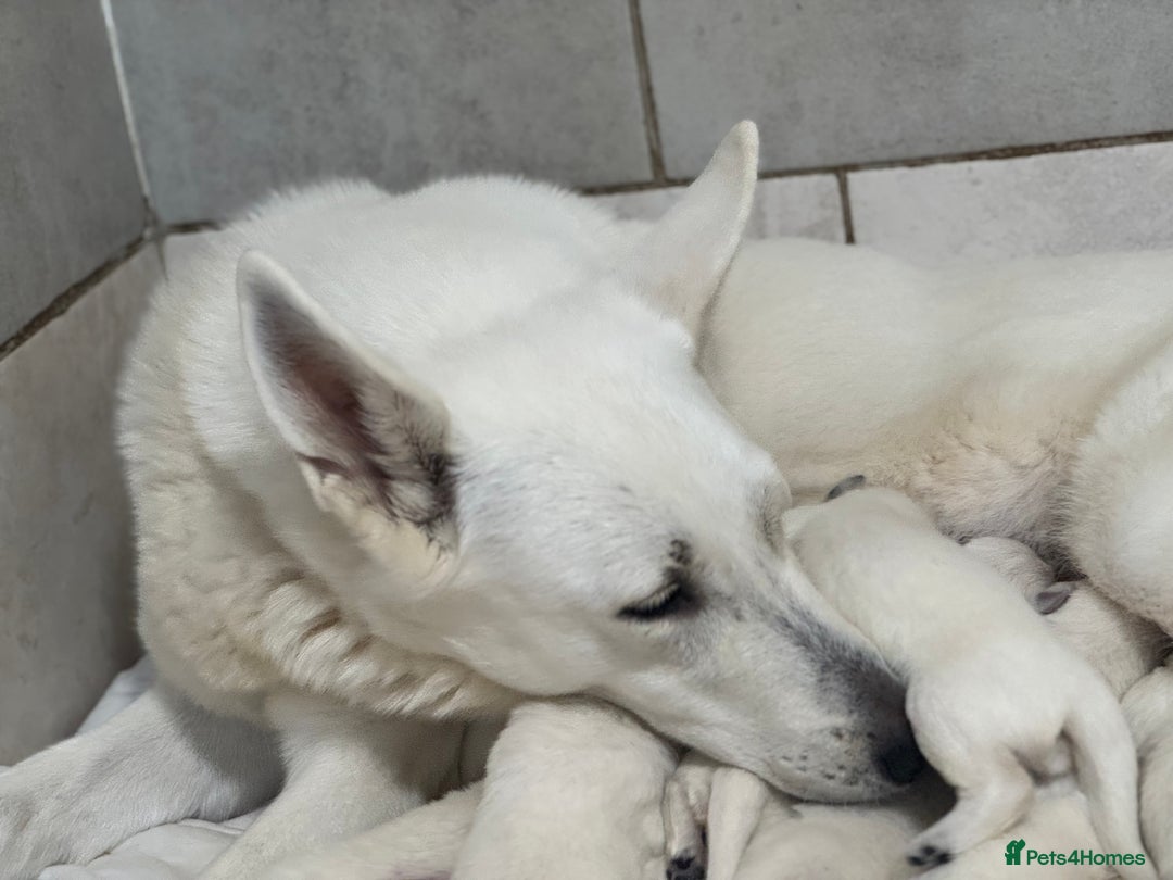 White Swiss Shepherd dogs for sale: White Swiss Shepherd Puppies - Image 5