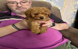 Toy Poodle dogs for sale: Red toy poodle - Image 4