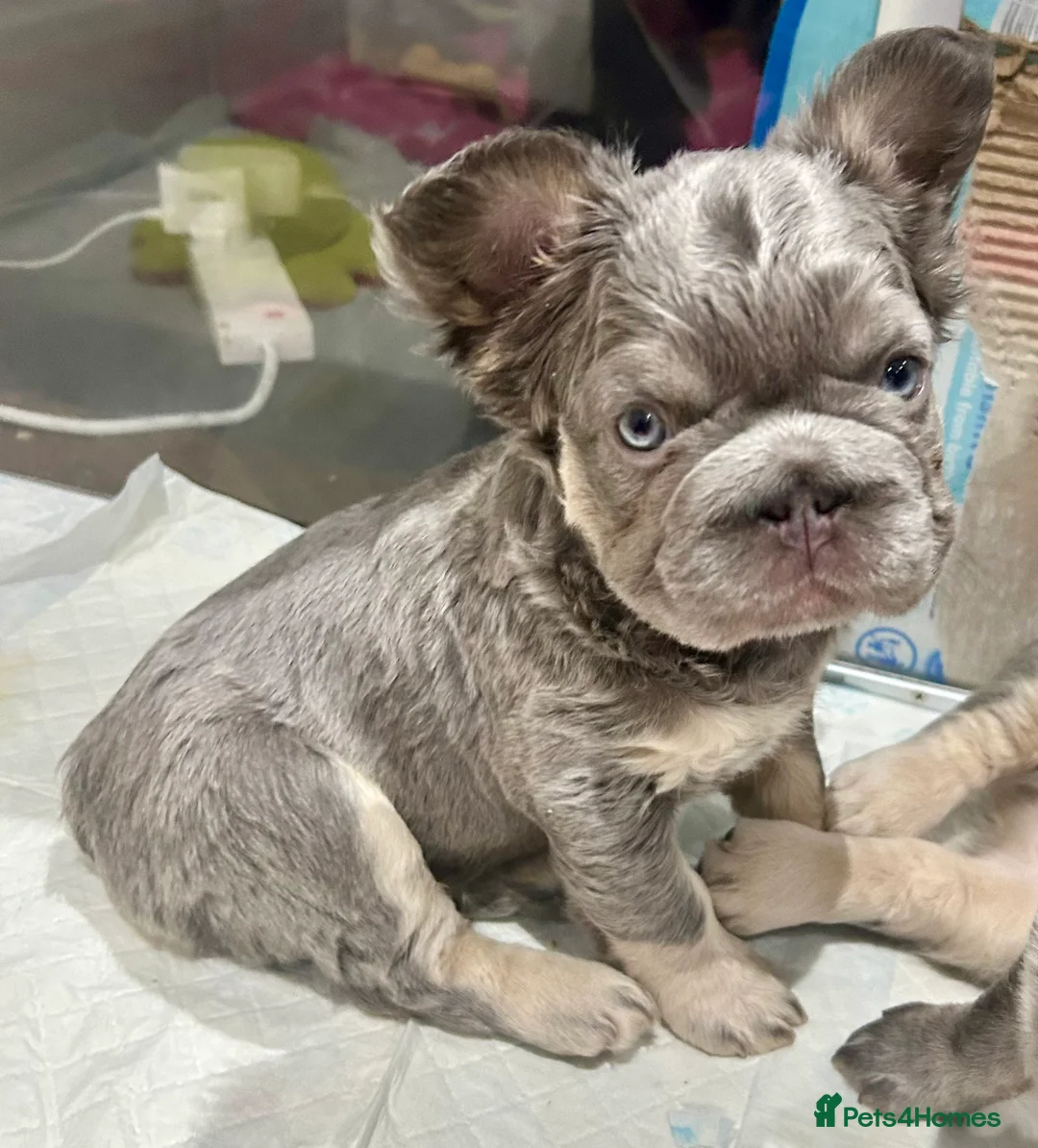 French Bulldog dogs for sale: Fluffy French bulldogs  ** s carrying pink - Advert 35