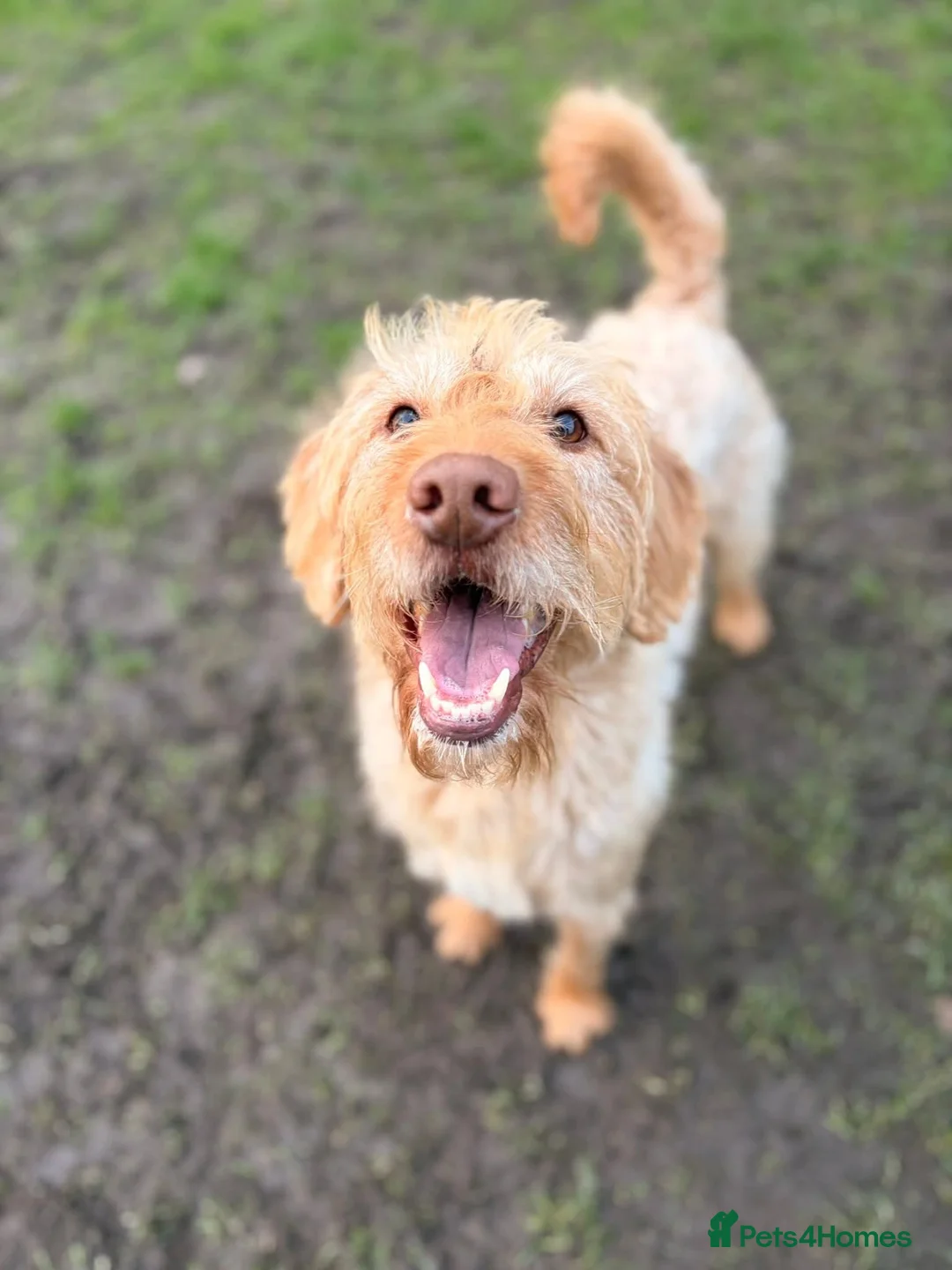 Labradoodle dogs for sale: Henley  - Advert 8