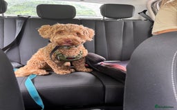 Mixed Breed dogs for sale: Little Joey - Image 2