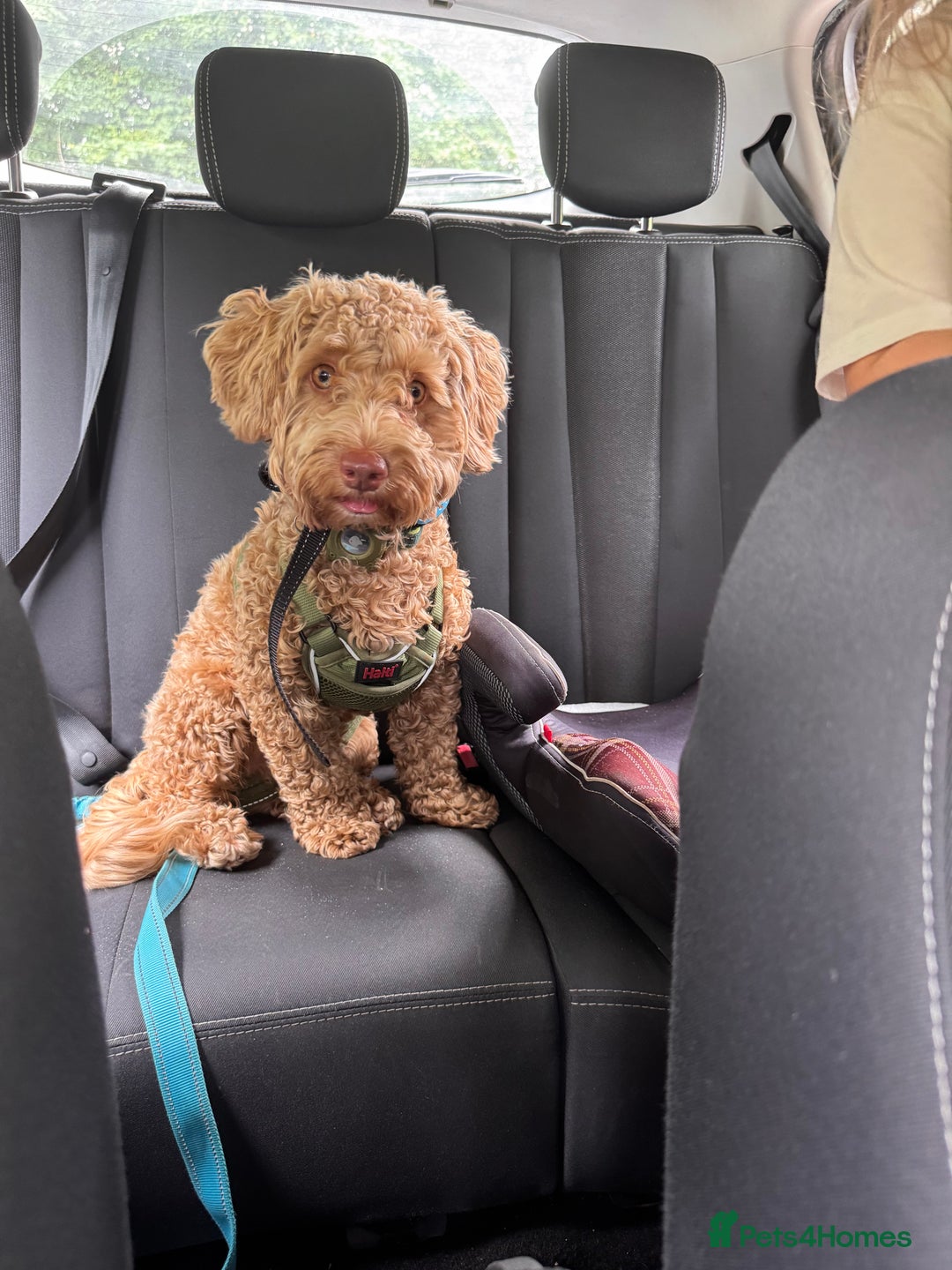 Mixed Breed dogs for sale: Little Joey - Image 2