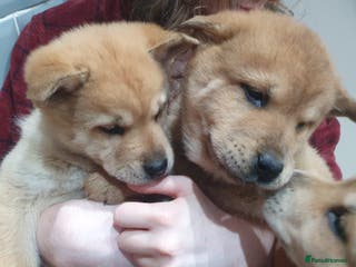 Mixed Breed dogs Chowsky chow chow x siberian husky read1y to go - Advert 5