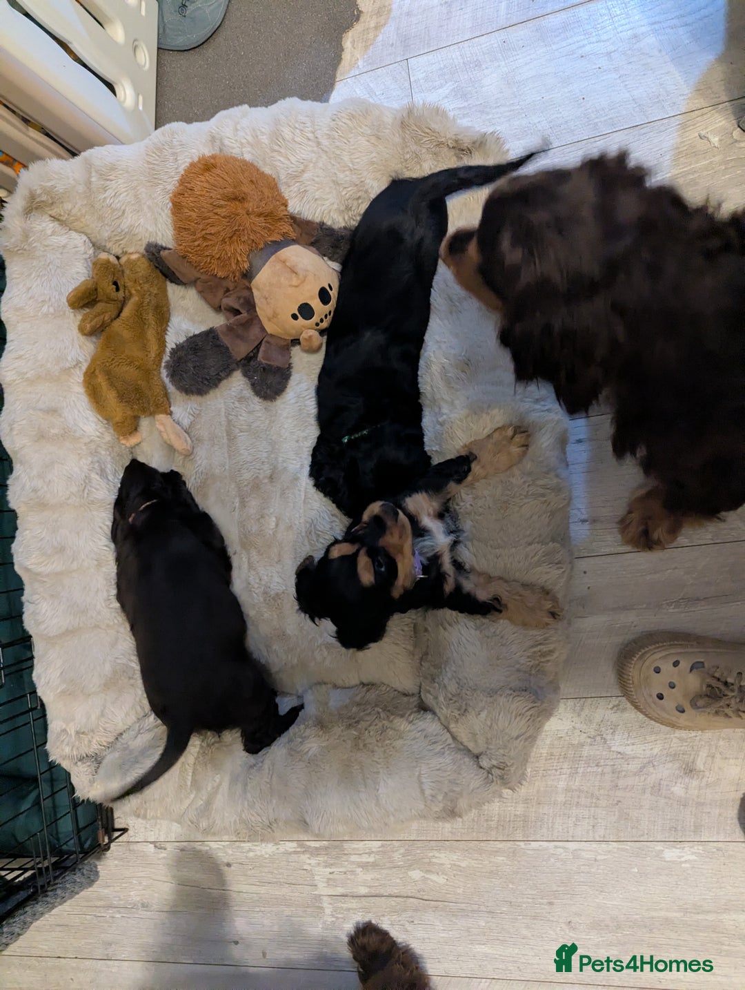 Cocker Spaniel dogs for sale: LAST ONE GIRL NEW🏠Kc reg English Cockerspaniel 🏠 - Advert 12