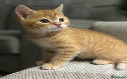Domestic Shorthair cats for sale: Ginger Boys  - Image 5