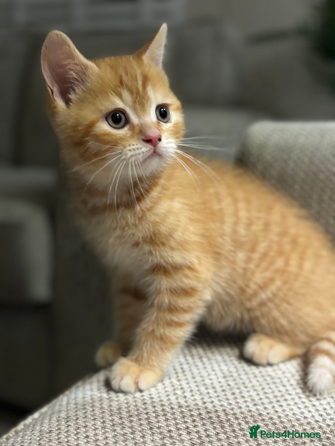 Domestic Shorthair cats for sale: Ginger Boys  - Image 5