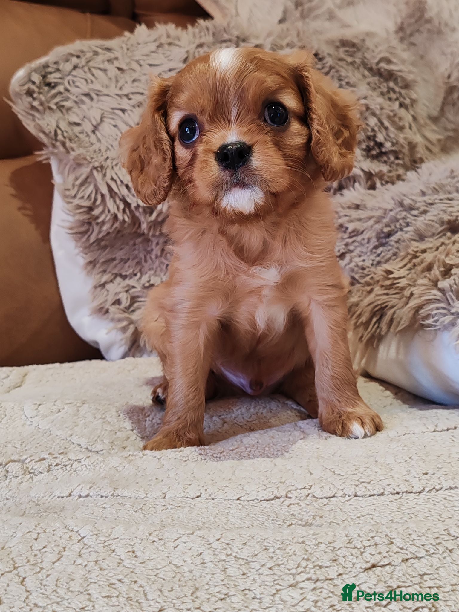 Cavalier King Charles Spaniel dogs KC Reg Ruby Male Available Doppler Tested Parents  - Advert 2
