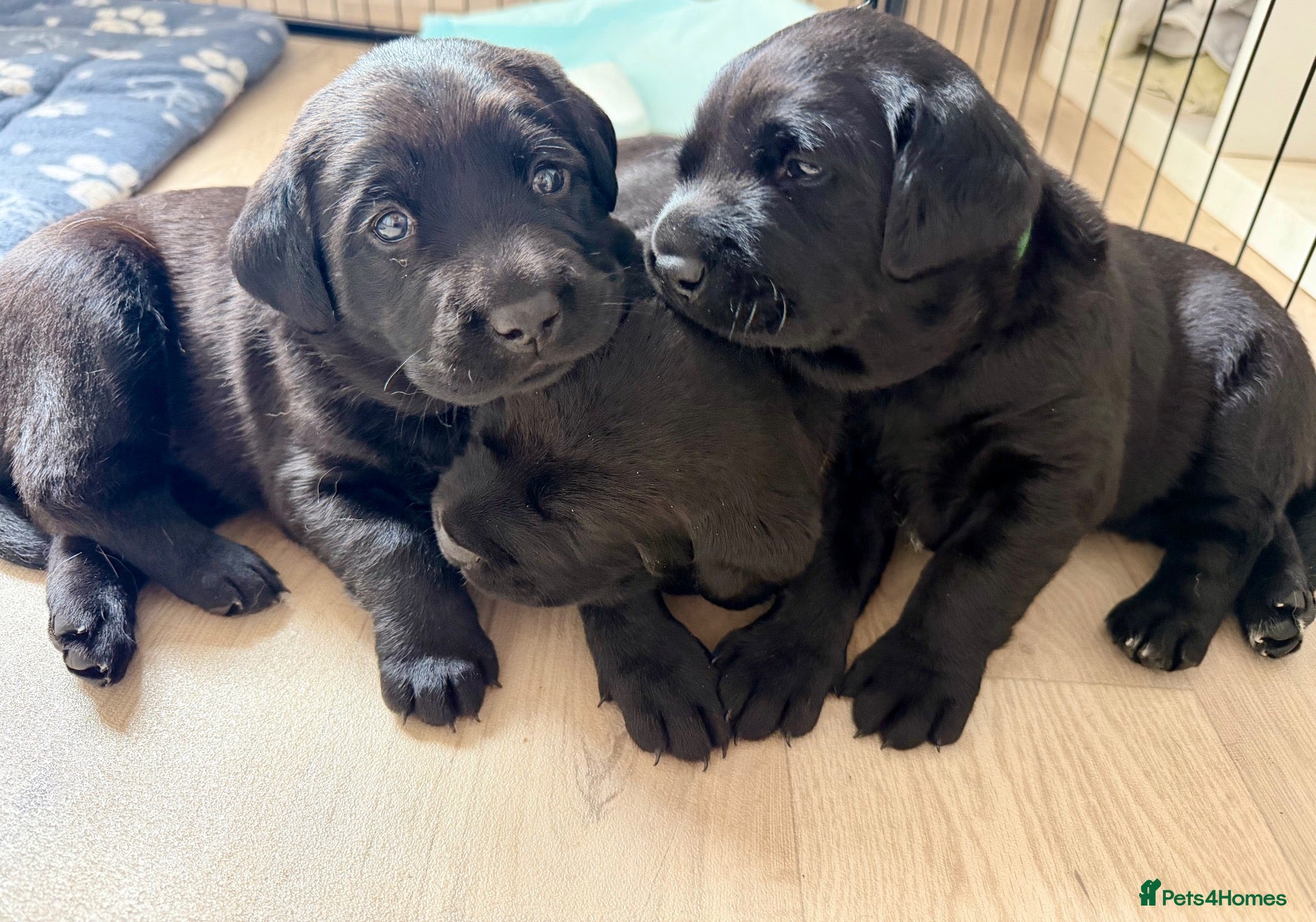 Labrador Retriever dogs Black Labrador Puppies - Advert 1