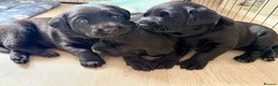 Labrador Retriever dogs for sale: Black Labrador Puppies in Swadlincote - Advert 1
