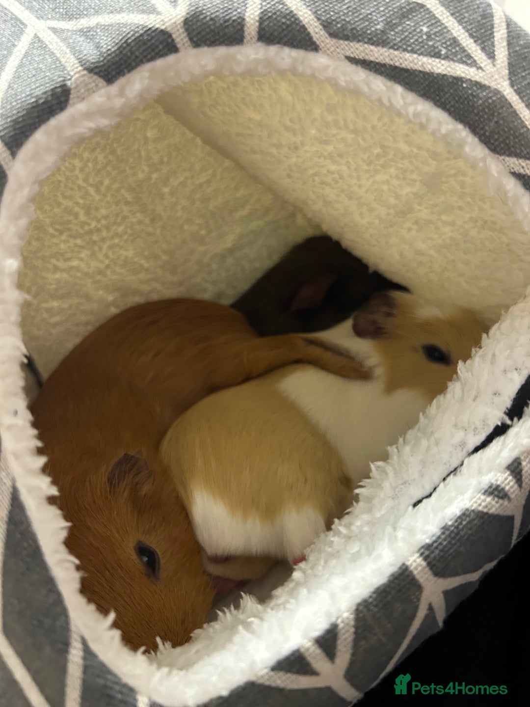 Guinea Pig rodents for sale: loving and friendly female guinea pigs - Image 6