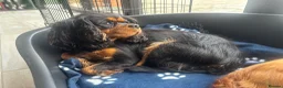 Cavalier King Charles Spaniel dogs for sale: KC registered health tested female - Advert 5