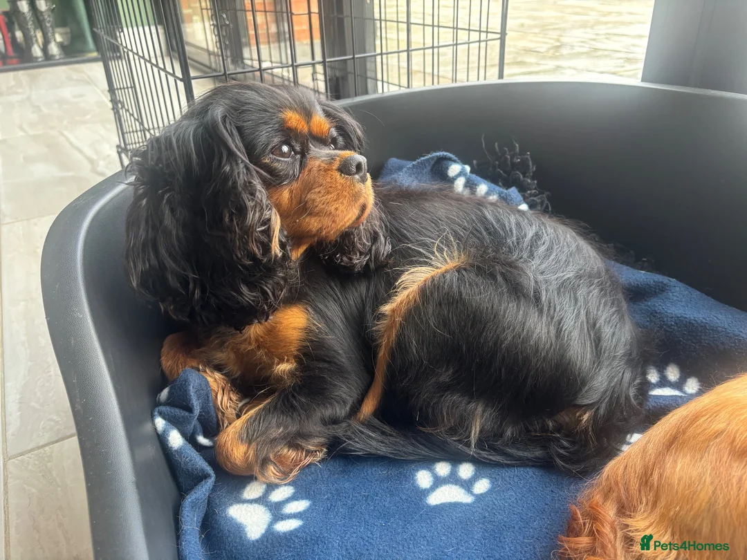 Cavalier King Charles Spaniel dogs for sale: KC registered health tested female - Advert 5