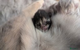 British Shorthair cats for sale: British shorthair kittens - Image 3