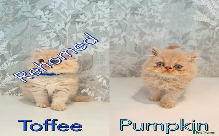 Persian cats - Advert 3