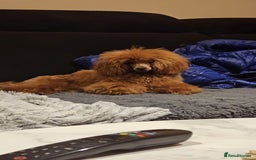 Toy Poodle dogs for sale: Deep red extra Tiny toy poodle KC registered puppy - Image 17