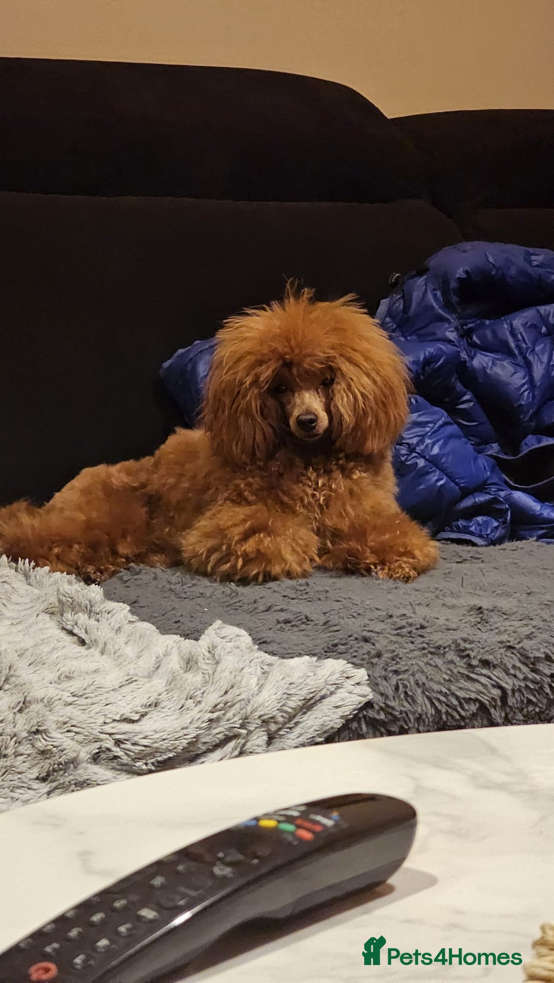 Toy Poodle dogs for sale: Deep red extra Tiny toy poodle KC registered puppy - Image 17