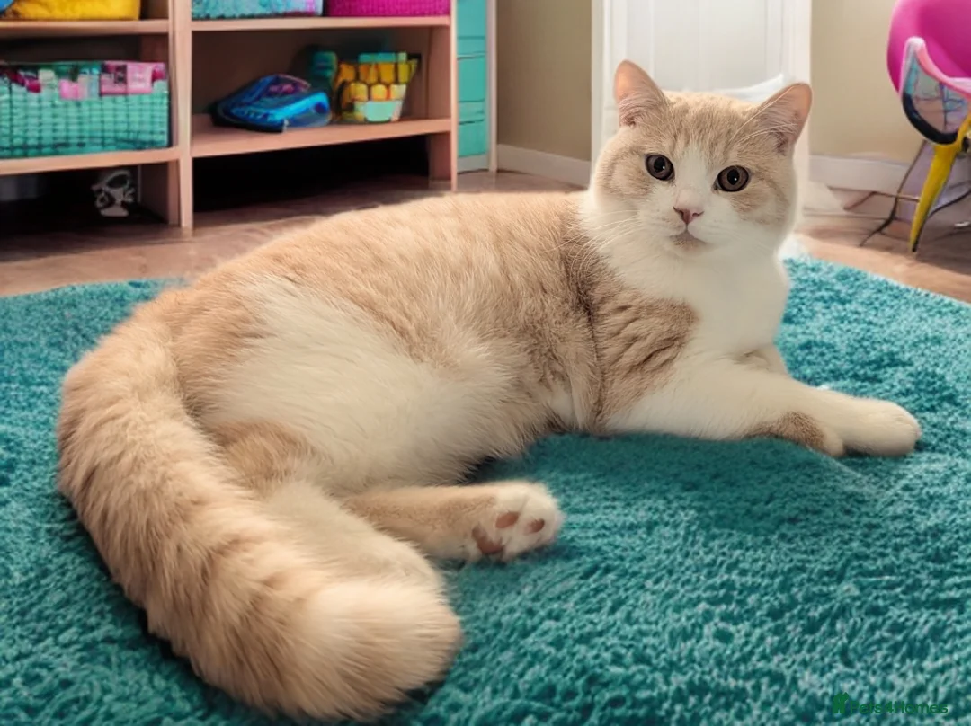 British Shorthair cats for sale: 💕Exceptional Bsh Bi-colour Boy💕 - Advert 2
